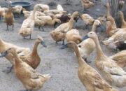 Mulai Dilirik Pemerintah, Pembudidaya Itik di Agam Jadi Pemasok Bantuan Ternak