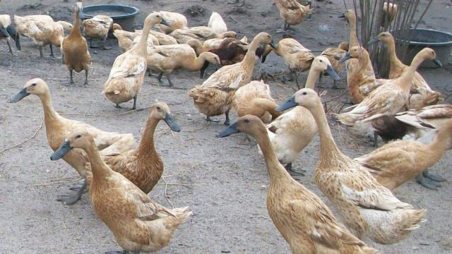 ILUSTRASI— Budidaya itik.