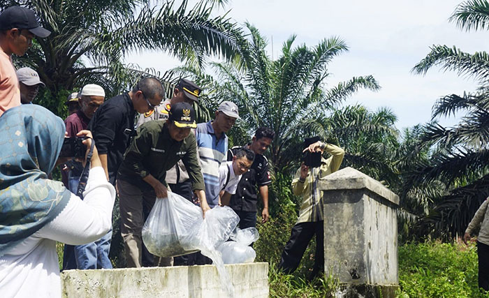 TEBA BENIH IKAN NILA— Wakil Bupati Pasaman Barat Risnawanto, didampingi Kepala Dinas Perikanan Zulfi Agus, menebar 10.000 benih ikan nila di Batang Gunung, Jorong Batang Gunung, Kecamatan Lembah Melintang.