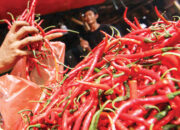 Tembus Rp120 Ribu Per Kilogram, Harga Cabai di Lubuk Basung Makin “Padeh”