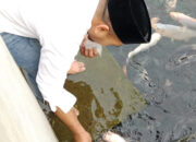 Ikan Sakti Sungai Janiah Memiliki Ciri Khas, Wagub Sumbar Minta Didaftarkan ke ADWI