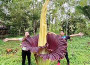 Capai Ketinggian 2,70 Meter, Bunga Bangkai Raksasa Mekar di Palupuah