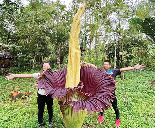 BUNGA BANGKAI— Turis asal Jepang berfoto bersama Bunga Bangkai yang mekar di Jorong Sitingkai, Nagari Koto Rantang, Kecamatan Palupuah, Agam, Sabtu (23/3).