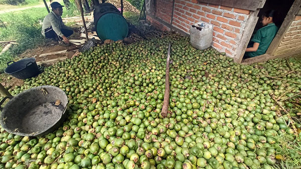 Memasuki Ramadhan 1445 H, Permintaan Buah Kolang-kaling Meningkat 1 PANEN BUAH—Para petani buah kolang kaling melakukan panen, karena memasuki bulan Ramadhan, permintaan masyarakat meningkat.