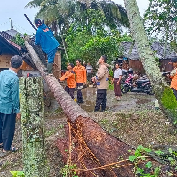 EVAKUASI—Di Kelurahan Koto Panjang warga mengevakuasi pohon kelapa yang tumbang akibat hujan dan angin.