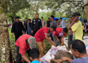 Tradisi “Bantai Adat” di Nagari TBA dan TBA Selatan, 8 Ekor Kerbau Disembelih di Dua Nagari 