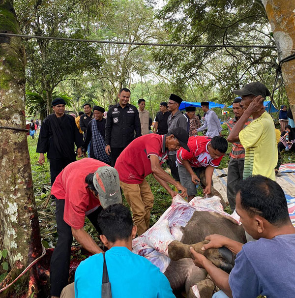 Tradisi “Bantai Adat” di Nagari TBA dan TBA Selatan, 8 Ekor Kerbau Disembelih di Dua Nagari 1 SEMBELIH—Seteah delapan ekor dibantai di dua nagari, warga secara bersama membuka kulit kerbau untuk selanjutnyan dimasak.