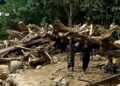 Hendriko, Kayu Terseret Banjir di Pessel Diduga Hasil Penebangan Liar 10 Hendriko, Kayu Terseret Banjir di Pessel Diduga Hasil Penebangan Liar
