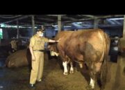 Dukung Pertumbuhan Ekonomi Masyarakat, Dinas Pertanian Agam Salurkan Bantuan Ternak dan Mesin Pendukung