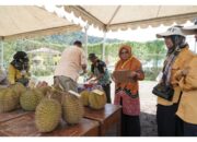 Cari Durian Termantap Solsel di Festival Durian