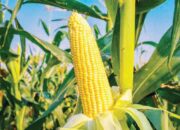 Harga Jagung di Lubuk Basung Turun