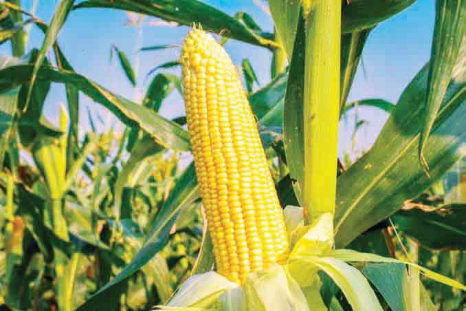 Harga Jagung di Lubuk Basung Turun