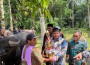 Pemkab Gelar Kontes Kerbau Gadang