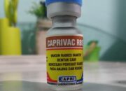 Alokasikan 100 Dosis Vaksin Rabies untuk HPR Sawahlunto, Prioritas untuk Hewan Penular