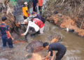 Dipenuhi Bongkahan Kayu, Sungai Gajah Tanang Dibersihkan 10 Dipenuhi Bongkahan Kayu, Sungai Gajah Tanang Dibersihkan