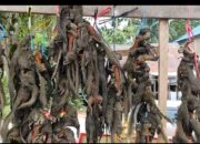 Dukung Pengembangan Wisata, Buru Hamai Tupai Jadikan Kalender Tahunan