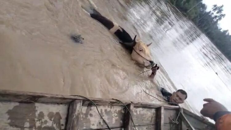Luapan Batang Sinamar Timbulkan Kerugian Bagi Masyarakat Tiap Tahun