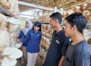 UMKM Jamur Betuah, Binaan TJSL PLN Peduli, Salahsatu Pemasok Jamur Tiram di Pekanbaru yang Siap Menjadi Tempat Eduwisata Jamur di Provinsi Riau