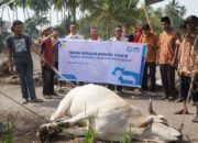 YBM PLN  Tebar Berkah, Salurkan Dua Ekor Sapi  untuk Korban Bencana di Rambatan Tanah Datar