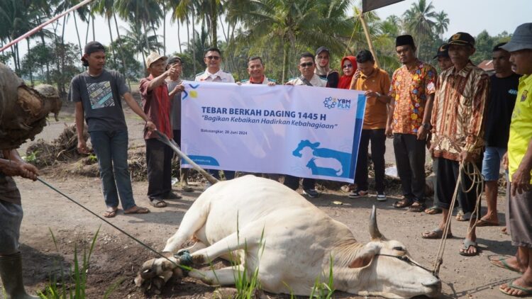 SALURKAN SAPI--PT PLN Sumatera Barat melalui YBM menyalurkan dua ekor sapi  di Nagari/Kecamatan Rambatan, Kabupaten Tanah Datar pada Kamis (20/06).