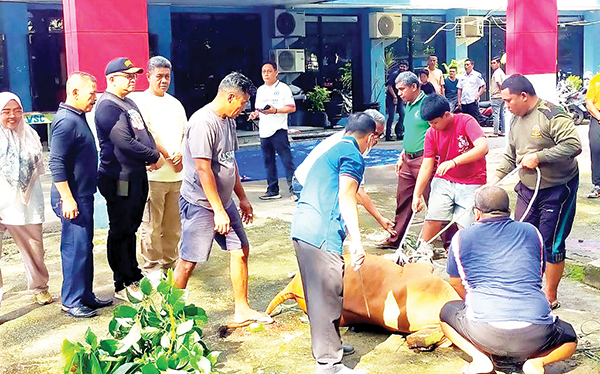 ASN Pemko Dianjurkan Buka Tabungan Kurban 1 SAKSIKAN PENYEMBELIHAN— Pj Wako Padang Andree Algamar menyaksikan penyembelihan hewan kurban di halaman kantor Dispora Kota Padang, Rabu (19/6) pagi.