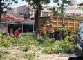 Tua dan Berisiko, 800 Batang Pohon Dipangkas di Kota Padang