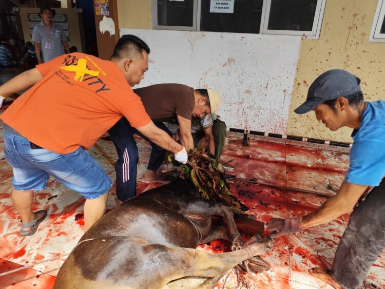 Antusias Warga Warnai Potong Sapi di Mesjid Darul Muttaqin 1 Drs H Dasrizal, Penasehat di Jajaran Pengurus Mesjid Darul Muttaqin sedang melakukan pemotongan hewan kurban