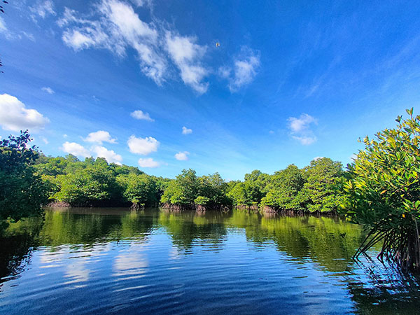 Kembangkan Hutan Mangrove di Bali, PLN Sukses Jaga Lingkungan dan Berdayakan Masyarakat 1 86a14fd4 4987 49b8 8a82 226f99df589c