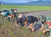 Tingkatkan Produksi, Dinas Pertanian Tanam Padi Bersama