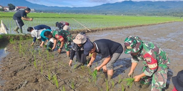 Tingkatkan Produksi, Dinas Pertanian Tanam Padi Bersama 1 PENANAMAN SERENTAK— Tanam padi serentak dilakukan bersama dengan tujuan menstimulasi petani untuk menyegerakan memulai musim tanam.