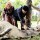 Bupati Agam dan Keluarga Berqurban 1 Ekor Sapi di Masjid Nurul Falah