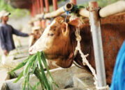 Daya Beli Melemah, Pemotongan Hewan Kurban Diprediksi Turun