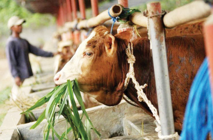 Daya Beli Melemah, Pemotongan Hewan Kurban Diprediksi Turun 1 Daya Beli Melemah