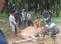 PT Anam Koto Serahkan Dua Ekor Sapi Kurban 10 PT Anam Koto Serahkan Dua Ekor Sapi Kurban