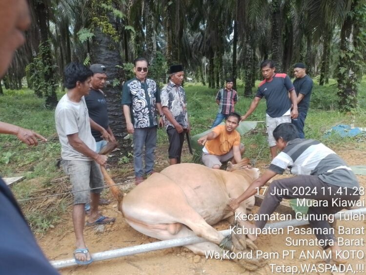 PT Anam Koto Serahkan Dua Ekor Sapi Kurban 1 PENYEMBELIHAN SAPI— Dua ekor sapi kurban yang diserahkan PT Anam Koto, disembelih warga dan panitia kurban, kemarin.