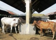 Dinas Pertanian Sijunjung, Turunkan Tim Pemeriksa Kesehatan Hewan Kurban