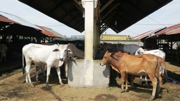 Foto ternak di Pasar Ternak Palangki Sijunjung