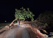 Ganggu Arus Lalulintas, BPBD Langsung Lakukan Pmbersihan Pohon Tumbang