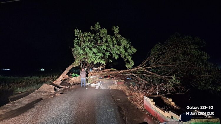 Ganggu Arus Lalulintas, BPBD Langsung Lakukan Pmbersihan Pohon Tumbang 1 TUMBANG—Pohon tumbang karena angin kencang sempat memacetkan arus lalu lintas.