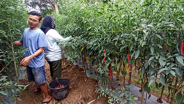 Harga Cabai Membaik 1 PETIK— Petani cabai saat memetik cabai di kebun.