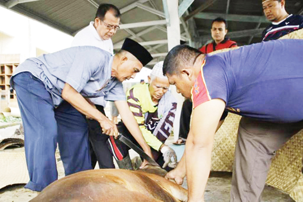 PEMERIKSAAN HEWAN KURBAN— Dinas Peternakan dan Kesehatan Hewan Sumbar bersama dinas terkait di kabupaten dan kota, sudah menurunkan petugas ke lapangan terutama ke sentra-sentra penjualan hewan kurban untuk memastikan kondisi hewan dan mengeluarkan SKKH.