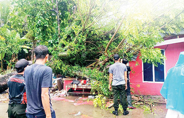TIMPA RUMAH WARGA— Petugas gabungan dari BPBD Kota Padang melakukan pembersihan pohon tumbang yang terjadi di sejumlah titik di Kota Padang, Sabtu (22/6) pagi. Selain merusak rumah warga, pohon tumbang juga menghambat akses jalan.