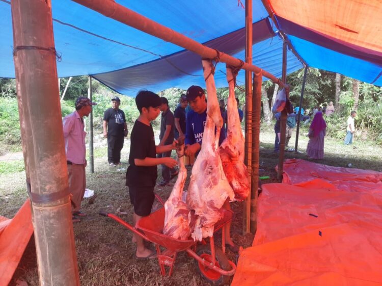 KULITI HEWAN KORBAN— Petugas dan panitia kurban sedang menguliti sapi kurban dari Kemenag Kota Sawahlunto.