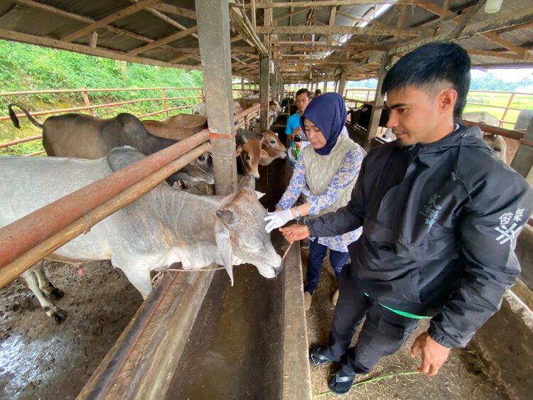 Pastikan Hewan Kurban Sehat, UPTD Keswan Distan Lakukan Pemeriksaan 1 PERIKSA SAPI KURBAN—Petugas Kesehatan Hewan dari UPTD Pusat Kesehatan Hewan Dinas Pertanian Payakumbuh mendatangi peternakan sapi untuk mencek kesehatan sapi kurban.