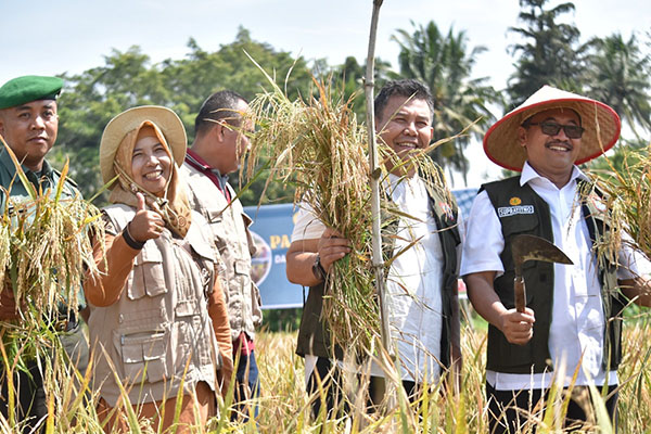 Pj Wako Pastikan Stok Padi Tersedia 1 PANEN— Pj.Wali Kota Payakumbuh, Suprayitno melakukan panen padi di sawah Kelompok Tani Sikosan didampingi Kadis Pertanian Depi Sastra.