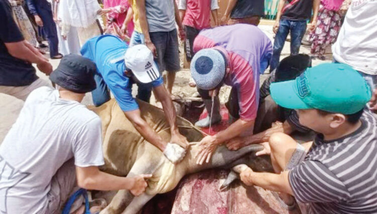 Sosialisasi ASUH, Maksimalkan Pelaksanaan Pemotongan Hewan Kurban 1 ILUSTRASI— Pemotongan hewan kurban.