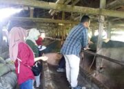 800 Ekor Sapi Siap Dipotong, Dinas PPP Periksa Kesehatan Hewan Kurban