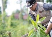 21 Batang Pohon Bintaro Ditanam di Aliran Sungai Batang Lembang, Ramadhani: Pemulihan Lingkungan Kunci Membalikkan Arus Degradasi Lahan
