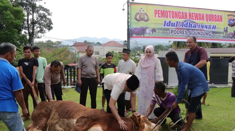 Polres Sijunjung Sembelih 7 Ekor Sapi Kurban 1 SEMBELIH SAPI— Polres Sijunjung menyembelih 7 ekor sapi pada lebaran Hari RayaIdul Adha 1445 Hijriah tahun ini.