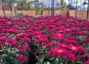 Pemko Solok Serius Kembangkan Tanaman Hortikultura, Dengan Metode Budidaya Pertanian Modern